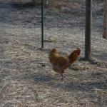 cambria2012_0039 (November 02, 2012)